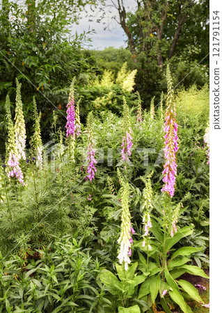 White and pink common foxgloves growing and flowering in a lush green garden at home. Bunch of digitalis purpurea bushes blooming in landscaped and horticulture backyard as medicinal herbal plants White and pink common foxgloves growing and flowering in a lush green garden at home. Bunch of digitalis purpurea bushes blooming in landscaped and horticulture backyard as medicinal herbal plants 121791154