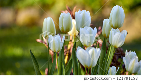 Wallpaper of white tulip flowers growing in a garden outside with bokeh background for copy space. Many open blooms on delicate bulb plants growing in a green backyard for quiet nature scene 121791158