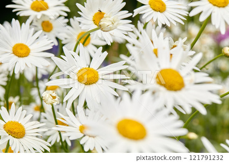 Closeup of white Marguerite daisies growing in a garden or meadow for medicinal horticulture or chamomile tea leaves harvest. Argyranthemum frutescens flowers blooming in a field 121791232