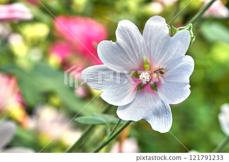 Insect feeding off nectar on a plant with white petals. Beautiful blossoms in nature during a sunny day in spring. Fly pollinating a malva moschata musk mallow flower growing in a garden outdoors. 121791233