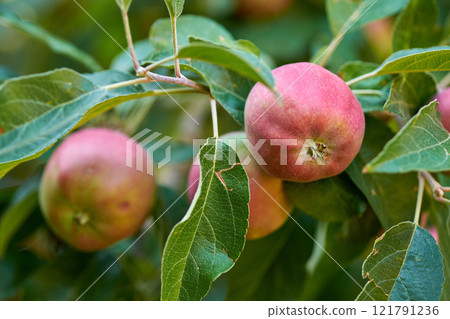 Closeup of fresh red apples and healthy snack fruit growing for nutrition and vitamins. Apple tree on sustainable orchard farm in remote countryside with lush stems and branches with green background 121791236
