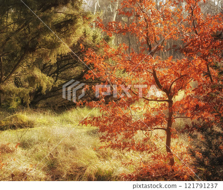Magical and secluded forest in autumn. A mysterious paradise in a quiet and secret part of nature. Trees, bushes and foliage thriving and growing in a brightly lit woods during the fall season. 121791237