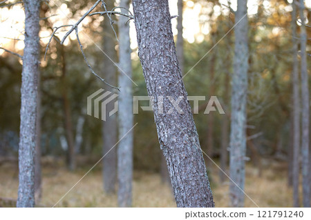 Closeup of pine tree trunks in a wild forest. Nature landscape macro of tree wood with old bark texture detail for timber industry. Lots of thin slim trees in an empty eco friendly environment Closeup of pine tree trunks in a wild forest. Nature landscape macro of tree wood with old bark texture detail for timber industry. Lots of thin slim trees in an empty eco friendly environment 121791240