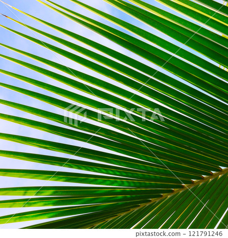 Leaves on the branches of coconut palm trees against the blue sky in sunny summer day 121791246