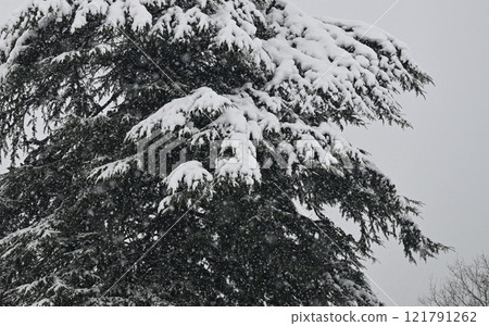 Snow falls heavily on the conifers 121791262