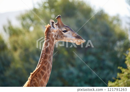 A giraffe in the wild on safari during a hot summer day. Protected wildlife in a conservation national park with wild animals in Africa. A single long neck mammal in the savannah region 121791263