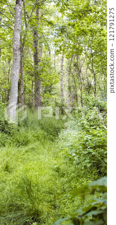 Landscape view of a hardwood tree forest in summer. Deserted and secluded woodland used for adventure and walking for fun. Empty lush green grassland in a rural natural environment in nature Landscape view of a hardwood tree forest in summer. Deserted and secluded woodland used for adventure and walking for fun. Empty lush green grassland in a rural natural environment in nature 121791275