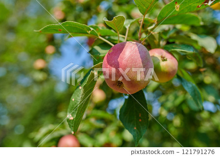 Red apples growing in a sunny orchard outdoors. Closeup of a fresh bunch of delicious ripe fruit being cultivated and harvested from trees in a garden. Sweet and organic produce ready to be picked 121791276