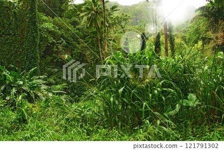Tall trees and lush green bushes growing in harmony. Peaceful soothing ambience of nature with calming views in a scenic, quiet jungle with bokeh. Lens flare in a dense forest with thickets of plants 121791302