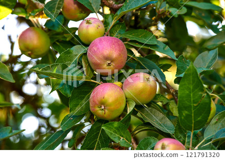Closeup of red and green apples growing on a tree in a quiet backyard on a sunny day. Zoom in on ripe fruit ready to be picked on an orchard farm. Macro details of sustainable organic agriculture Closeup of red and green apples growing on a tree in a quiet backyard on a sunny day. Zoom in on ripe fruit ready to be picked on an orchard farm. Macro details of sustainable organic agriculture 121791320