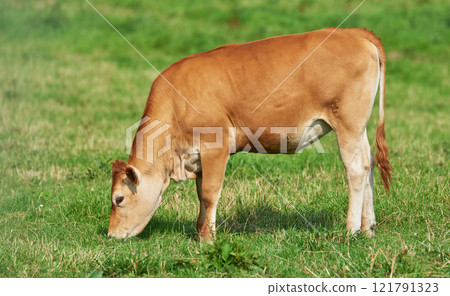 Brown calf eating and grazing on green farmland in the countryside. Cow or livestock standing on an open, empty and secluded lush grassy field or meadow. Animal in its natural pasture or environment 121791323