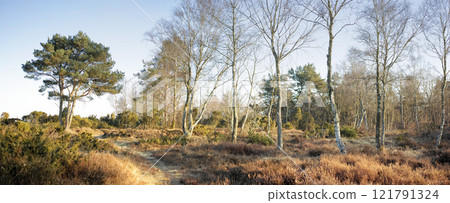 Landscape view of a grassy deserted park in autumn. Secluded and empty grassland or forest with trees, bushes, and greenery. Plants and vegetation in a remote and rural natural area in nature 121791324