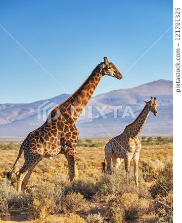 Giraffes in Savanna in safari on hot, sunny summer day. Wilderness of nature full of light brown bushes, grass and mountains in background. Wild space in South Africa where animals roam free Giraffes in Savanna in safari on hot, sunny summer day. Wilderness of nature full of light brown bushes, grass and mountains in background. Wild space in South Africa where animals roam free 121791325