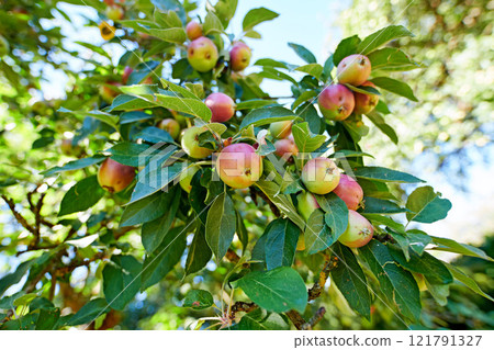 Closeup of red and green apples ripening on a tree in a sustainable orchard on a farm in a remote countryside. Growing fresh, healthy fruit produce for nutrition and vitamins on agricultural farmland 121791327