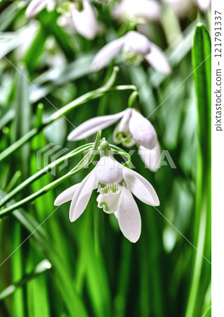 Beautiful white snowdrop or galanthus flower growing in a garden against a green background. Closeup of a bulbous, perennial and herbaceous plant from the amaryllidaceae genus blooming in nature Beautiful white snowdrop or galanthus flower growing in a garden against a green background. Closeup of a bulbous, perennial and herbaceous plant from the amaryllidaceae genus blooming in nature 121791337