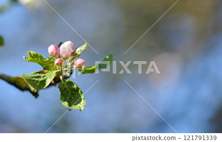 Fly sitting on a Paradise apple tree against a blurry background in a garden. Closeup of a bug blowfly feeding off nectar from the pink budding plant. An insect and bug in an ecosystem 121791339