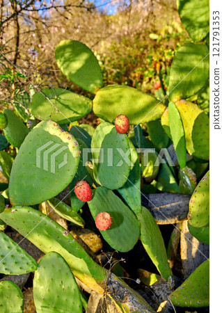 Green prickly pear cactus growing in a wilderness area with lush green foliage in a secluded national park. Vibrant and opuntia succulent trees and bushes in a remote and untouched area during summer Green prickly pear cactus growing in a wilderness area with lush green foliage in a secluded national park. Vibrant and opuntia succulent trees and bushes in a remote and untouched area during summer 121791353