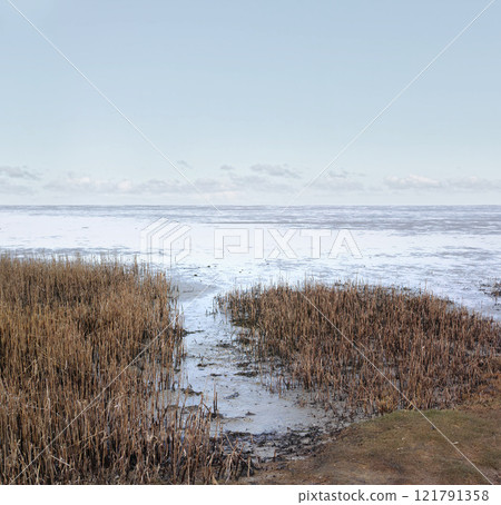 Beautiful landscape of forest dry land near the beach with copy space. Natural foliage on the coastline on a summer day with a cloudy blue sky background and copy space. A peaceful view of the coast 121791358