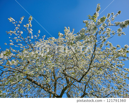 Flowering cherry blossom tree with white flower heads in nature or a botanical garden in spring. Landscape of tree with white flowers in full bloom against a blue sky background with copyspace. Flowering cherry blossom tree with white flower heads in nature or a botanical garden in spring. Landscape of tree with white flowers in full bloom against a blue sky background with copyspace. 121791360