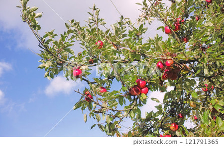 Red apple tree growing on sustainable orchard farm for nutrition, diet or vitamins. Farming fresh and healthy snack fruit in remote countryside against blue sky background with clouds 121791365