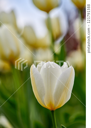 Flowering plant beginning to open up and bloom in a backyard garden outside. Flowers flourishing and brightening a field. Beautiful white tulips growing against a nature background in summer 121791388