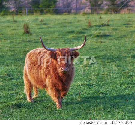 Brown woolly bull with large horns or antlers standing in a field of green grass. Highland cow grazing on a sustainable and organic farm during summer. Longhorn cattle standing on a dairy farm 121791390