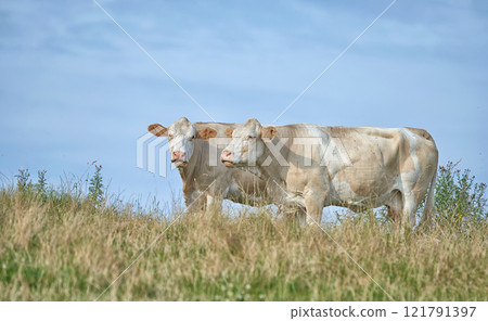 Grass fed Jersey cows on farm pasture, grazing and raised for dairy, meat or beef industry. Full length of two hairy cattle animals standing together on remote farmland lawn or agriculture estate Grass fed Jersey cows on farm pasture, grazing and raised for dairy, meat or beef industry. Full length of two hairy cattle animals standing together on remote farmland lawn or agriculture estate 121791397