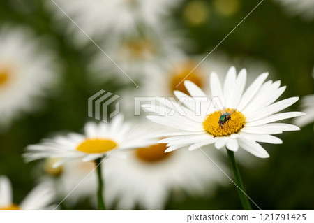 Common green bottle fly pollinating a white daisy flower. Closeup of one blowfly feeding off nectar from a yellow pistil center on a plant. Macro of a lucilia sericata insect and bug in an ecosystem Common green bottle fly pollinating a white daisy flower. Closeup of one blowfly feeding off nectar from a yellow pistil center on a plant. Macro of a lucilia sericata insect and bug in an ecosystem 121791425