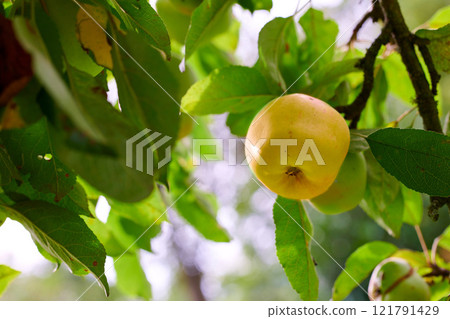 One yellow apple on an orchard tree with green leaves. Golden delicious organic fruit growing on a cultivated or sustainable farm. Healthy ripe produce hanging on a branch during harvesting season One yellow apple on an orchard tree with green leaves. Golden delicious organic fruit growing on a cultivated or sustainable farm. Healthy ripe produce hanging on a branch during harvesting season 121791429