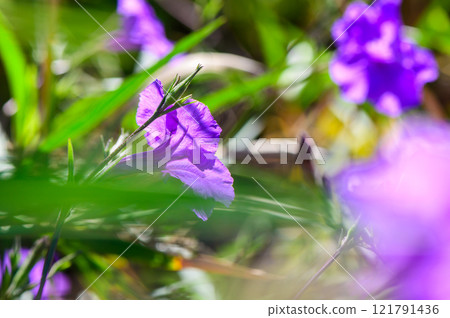 Vibrant purple flowers bloom among green foliage on a sunny afternoon in a peaceful garden Vibrant purple flowers bloom among green foliage on a sunny afternoon in a peaceful garden 121791436