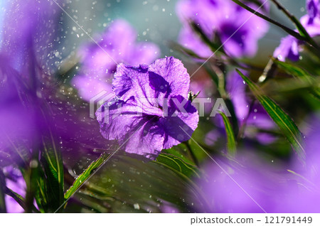 Purple flowers glistening with water droplets under soft sunlight in a serene garden setting 121791449