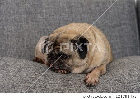 A cozy pug resting on a soft gray couch during a leisurely afternoon at home 121791452