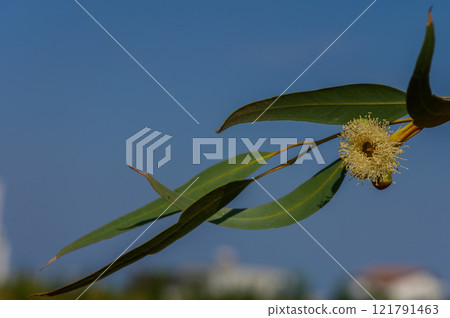 Eucalyptus branch showcasing delicate flower against a clear blue sky in early afternoon sunlight Eucalyptus branch showcasing delicate flower against a clear blue sky in early afternoon sunlight 121791463