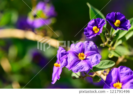 Vibrant clusters of purple flowers bloom in a sunny garden during a warm spring afternoon 121791496