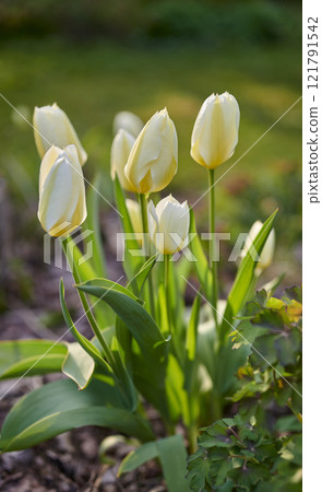 White tulip flowers growing, blossoming and flowering in lush green home garden, symbolising love, hope and growth. Bunch of decorative plants blooming in a landscaped backyard during spring outside 121791542