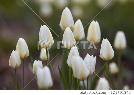 White garden tulips growing in spring. Spring perennial flowering plants grown as ornaments for its beauty and floral fragrance scent. Closeup of many beautiful closed tulip flowers with green stems White garden tulips growing in spring. Spring perennial flowering plants grown as ornaments for its beauty and floral fragrance scent. Closeup of many beautiful closed tulip flowers with green stems 121791543