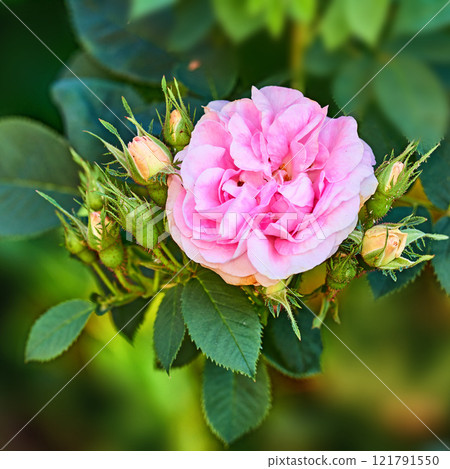 Closeup top view of a beautiful pink rose growing on a tree in a backyard garden in spring. Zoom of one pretty flowering plant blooming amongst leaves and greenery in a nature park or meadow 121791550