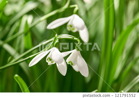 Closeup of snowdrop flowers blossoming in a meadow against blurred green background. Delicate white blooms growing in a garden or forest in spring. Galanthus nivalis stems and leaves with copy space 121791552