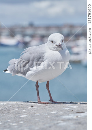 Seagull. A seagull standing on concrete at the beach in its habitat and environment with a city background. Portrait of a white bird or animal at the sea on a sunny summer day or afternoon. 121791600