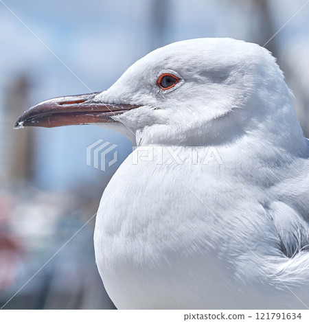 Seagull. Closeup of a pure white seagull at the beach with a sharp beak and beautiful eyes. A bird in its habitat and environment looking to the side outdoors in nature on a summer day. Seagull. Closeup of a pure white seagull at the beach with a sharp beak and beautiful eyes. A bird in its habitat and environment looking to the side outdoors in nature on a summer day. 121791634