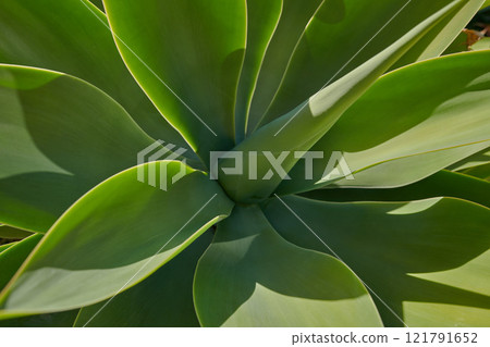 Closeup of a lush green succulent plant in a garden on a sunny day. Gardening for beginners with indoor and outdoor aloe plants. The growth and development process of century plant growing in spring Closeup of a lush green succulent plant in a garden on a sunny day. Gardening for beginners with indoor and outdoor aloe plants. The growth and development process of century plant growing in spring 121791652