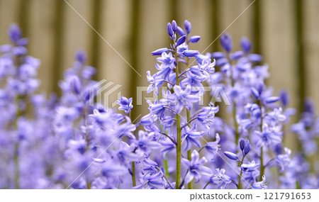 Stunning purple blooms of hyacinth in a wild blurred field. Closeup view of a colorful nature scene in a backyard or countryside. Field of vibrant bluebell flowers in a garden outside in spring. Stunning purple blooms of hyacinth in a wild blurred field. Closeup view of a colorful nature scene in a backyard or countryside. Field of vibrant bluebell flowers in a garden outside in spring. 121791653