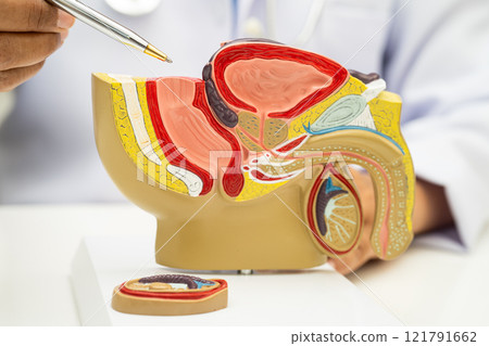 Male reproductive system, Asian doctor holding human anatomy model for study diagnosis and treatment in hospital. 121791662