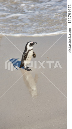 Penguins. One little black footed penguin at Boulders Beach, South Africa on a sunny summer day. An arctic animal walking on the ocean shore during spring. An aquatic bird running on the sea sand. 121791671