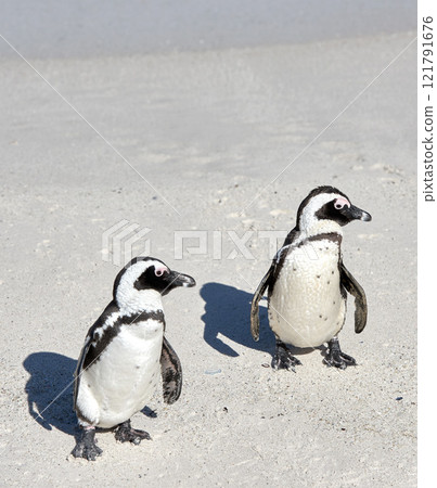 Two black footed African penguins standing on a sandy beach in a breeding colony and coast conservation reserve. Cute endangered waterbirds, aquatic sea and ocean wildlife, protected for tourism Two black footed African penguins standing on a sandy beach in a breeding colony and coast conservation reserve. Cute endangered waterbirds, aquatic sea and ocean wildlife, protected for tourism 121791676