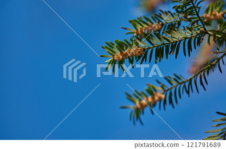 Taxus baccata or european yew with dark green foliage and male flowers growing against a clear blue sky background with copy space from below. Evergreen and conifer tree or shrub with vibrant blooms Taxus baccata or european yew with dark green foliage and male flowers growing against a clear blue sky background with copy space from below. Evergreen and conifer tree or shrub with vibrant blooms 121791689