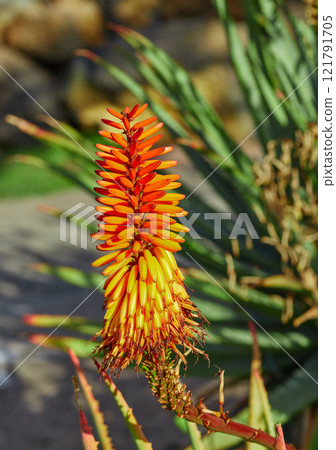 Vibrant candelabra aloe flora growing in a backyard garden or outdoors in nature on a sunny summer day. Closeup detail of an orange plant in a forest field with sunlight on a spring afternoon 121791705