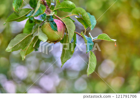 Closeup of a single red and green apple ripening on a tree in a sustainable orchard on a farm in a remote countryside. Growing fresh, healthy produce for health and nutrition on agricultural farmland Closeup of a single red and green apple ripening on a tree in a sustainable orchard on a farm in a remote countryside. Growing fresh, healthy produce for health and nutrition on agricultural farmland 121791706