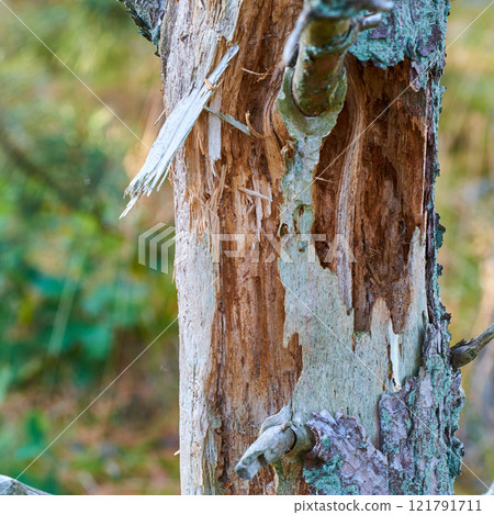 Closeup of an old tree trunk in a forest in summer. Beautiful nature scenery of a branch or bark in an isolated woodland in the countryside. Zoom of a natural environment in the woods during the day 121791711