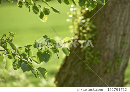 Closeup view of leaves on a tree in the forest on a summer day in Denmark. Peaceful natural scenery growing in the wild. Lush green flora growing in a remote and scenic location outdoors in nature Closeup view of leaves on a tree in the forest on a summer day in Denmark. Peaceful natural scenery growing in the wild. Lush green flora growing in a remote and scenic location outdoors in nature 121791712
